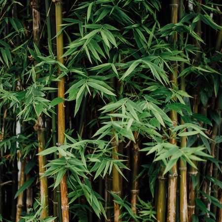 Bamboo